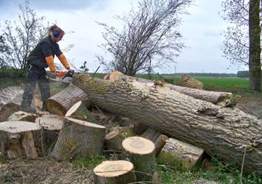 couper un arbre